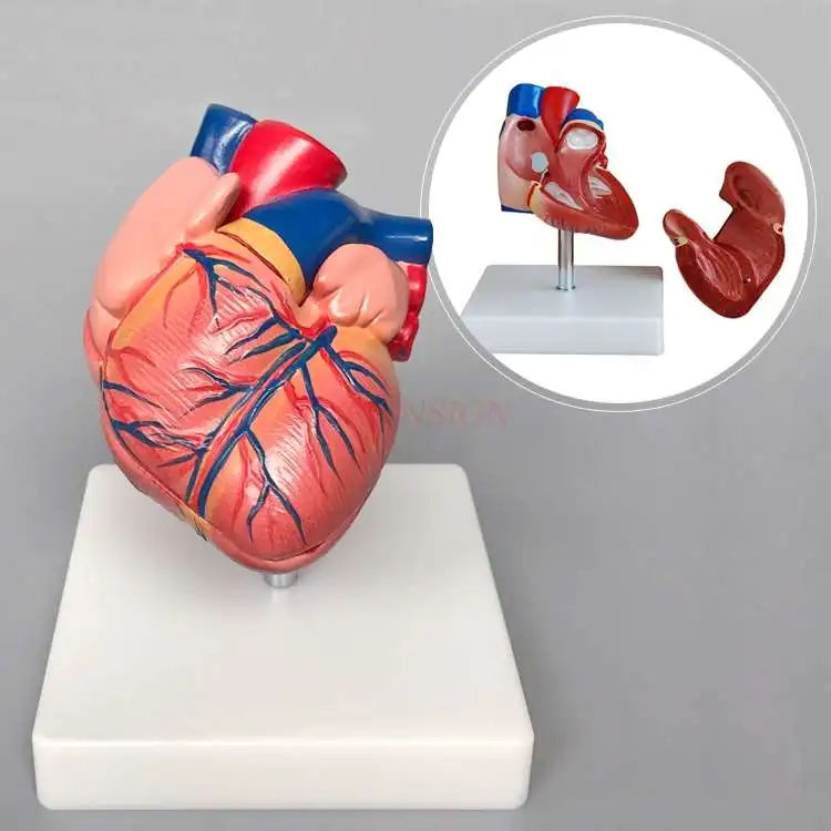 Большая модель сердца анатомическая увеличенная сердечно сосудистая
