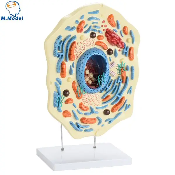 Animal cell model medicine Teaching tool