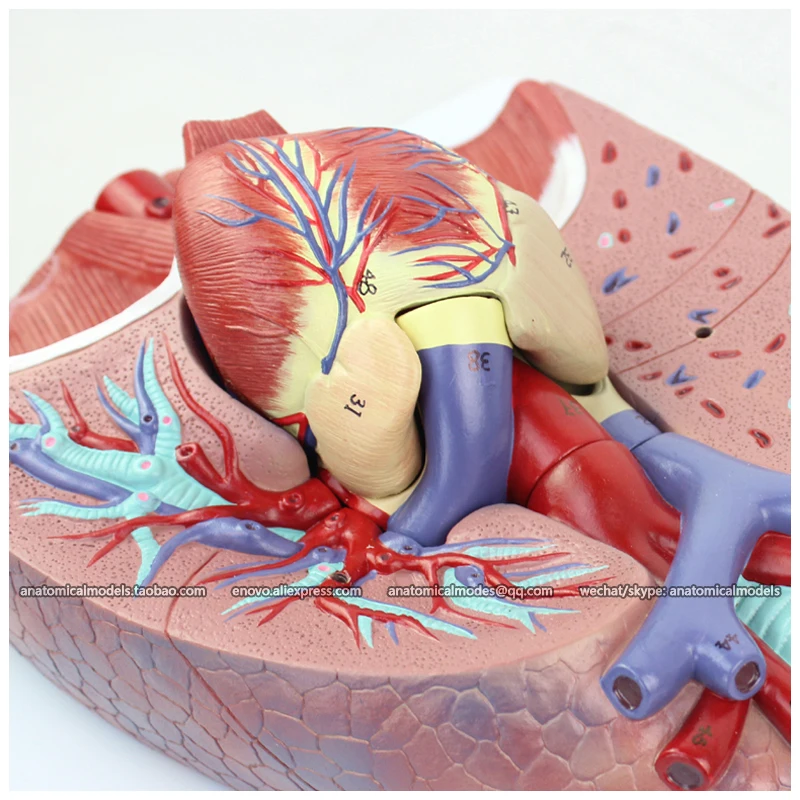 

12498 / Anatomy Cardiopulmonary System Lung with Larynx - 7 Parts, Medical Science Teaching Anatomical Models