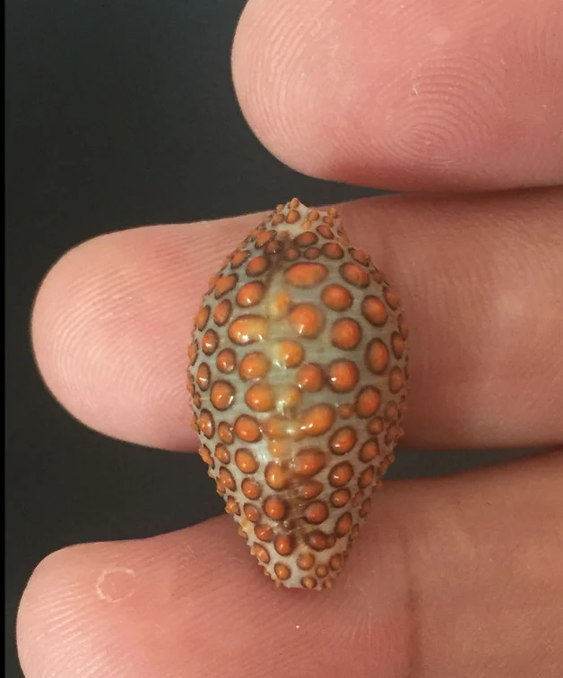 

Редкая Морская ракушка, натуральная морская звезда, ремесло для пляжа, Пляжное свадебное украшение Смола, художественные изделия