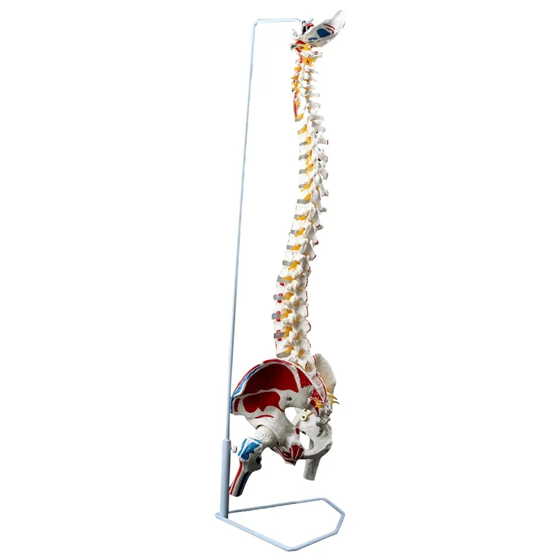 

Medical color vertebral body human spine model human skeleton model large spine adult 1:1 with thoracic pelvis