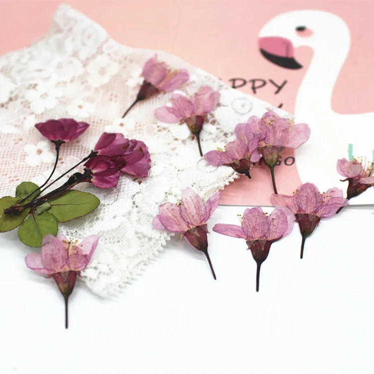 250 шт. прессованный высушенный вишня Сакура цветочных растений Гербария для