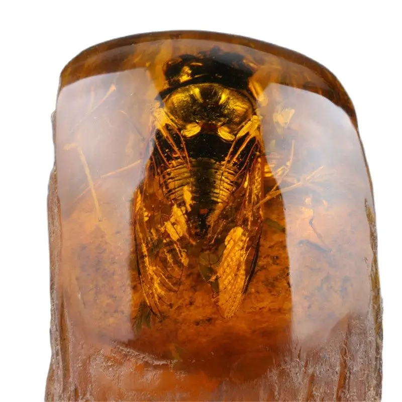 100% натуральная Янтарная статуя w Цикада|cicada| |