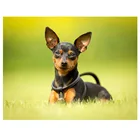 Миниатюрная Алмазная 5d картина-пинчер с собакой сделай сам, Набор для вышивки крестиком, полноразмерная мозаика, алмазная вышивка с животными, пазл, искусство stickerZP-3350