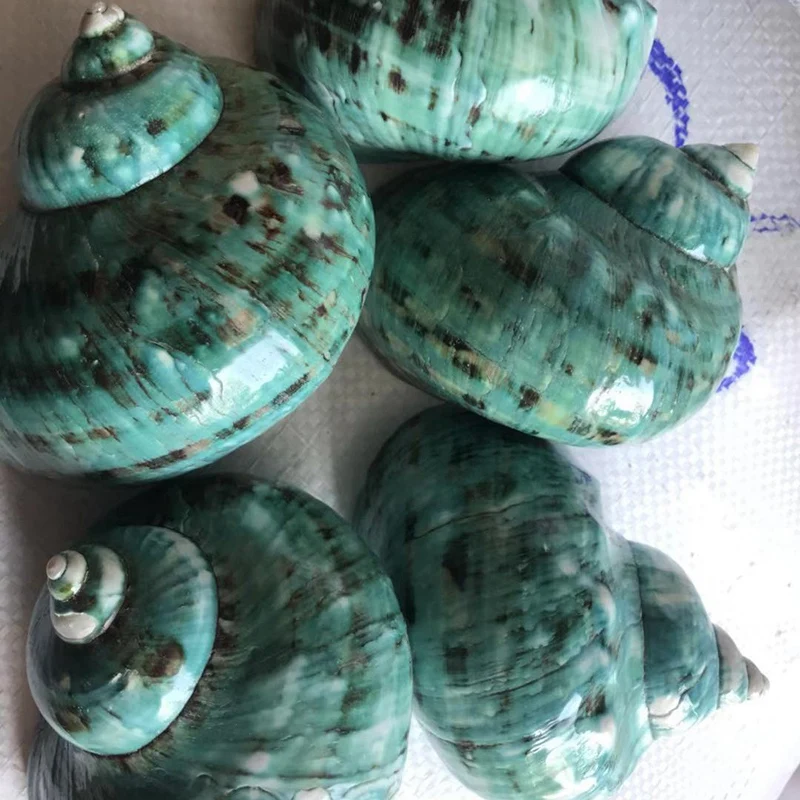 BESTGreen большой раковины домашнего интерьера Морской Декор рыбы сухой аквариум