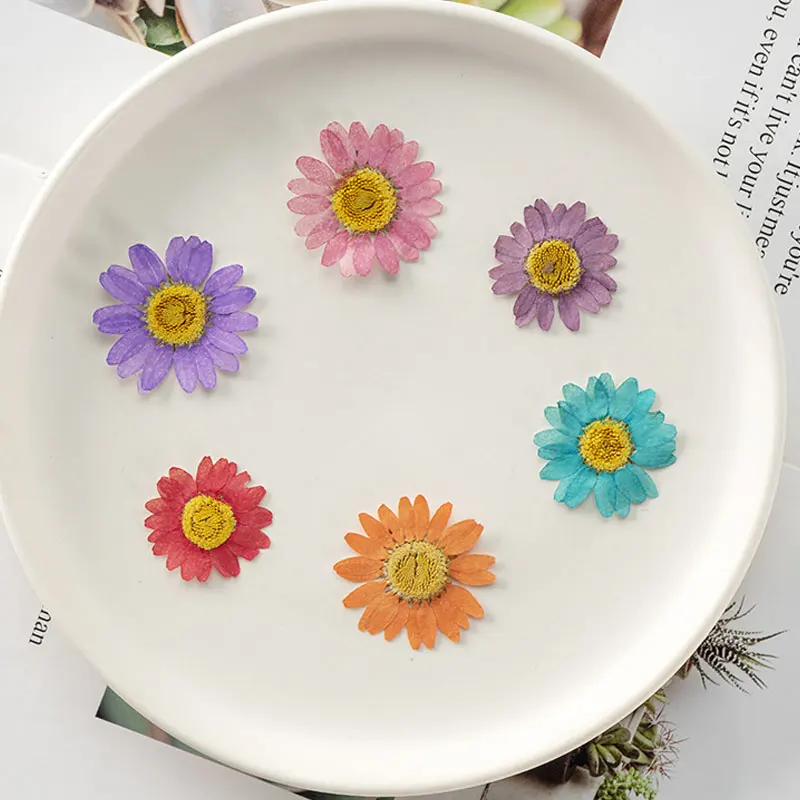 

Pressed Flower Pendant for Holidays Card, Rare Chrysanthemum with Yellow Core, Dried, Wholesale, 120Pcs