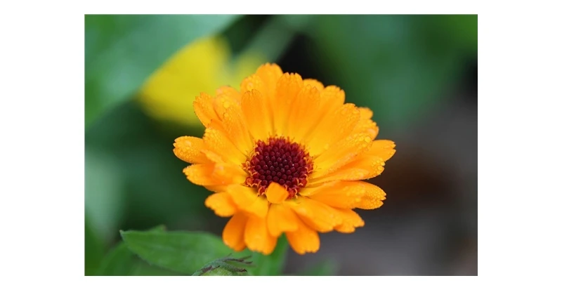 Seedssun aynсобой SAFA BLOSSOM*(Календула офисная