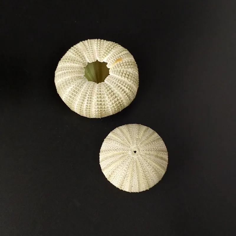 10 шт./лот натуральная маленькая зеленая морская урчина раковина морской океан