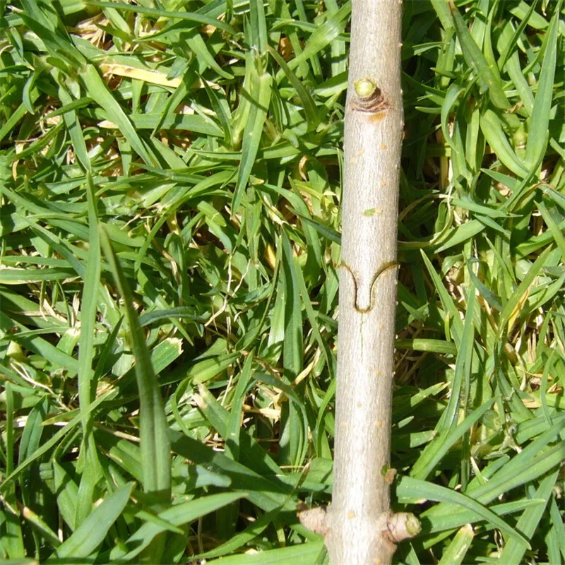 Кусачки для обрезки измельчитель фруктов и деревьев садовые инструменты ножницы