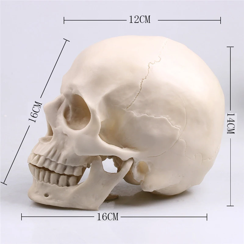 

[MGT] 1:1 People Skull Statue Sculpture Halloween Decoration Resin Crafts Painting Medical Props Bar counter decoration