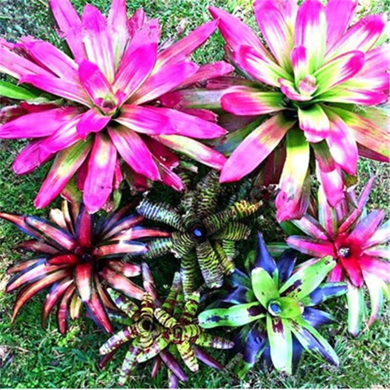 

100Pcs Bromeliad Fragrant Balcony Flower Seeds Nature Garden Succulent Plants Mini Cactus Essence Moisturizing Lip Balm HF2-D