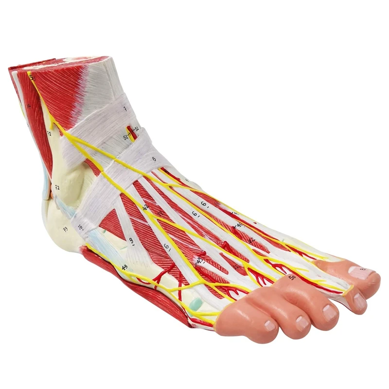

Анатомическая модель человеческих ног, 9 частей с 81 цифровыми знаками, для связки мышц стопы, для кровеносных сосудов, для отображения нерво...