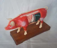 veterinarian pig anatomy model pig acupuncture points model animal anatomy teaching model medical practice training supplies