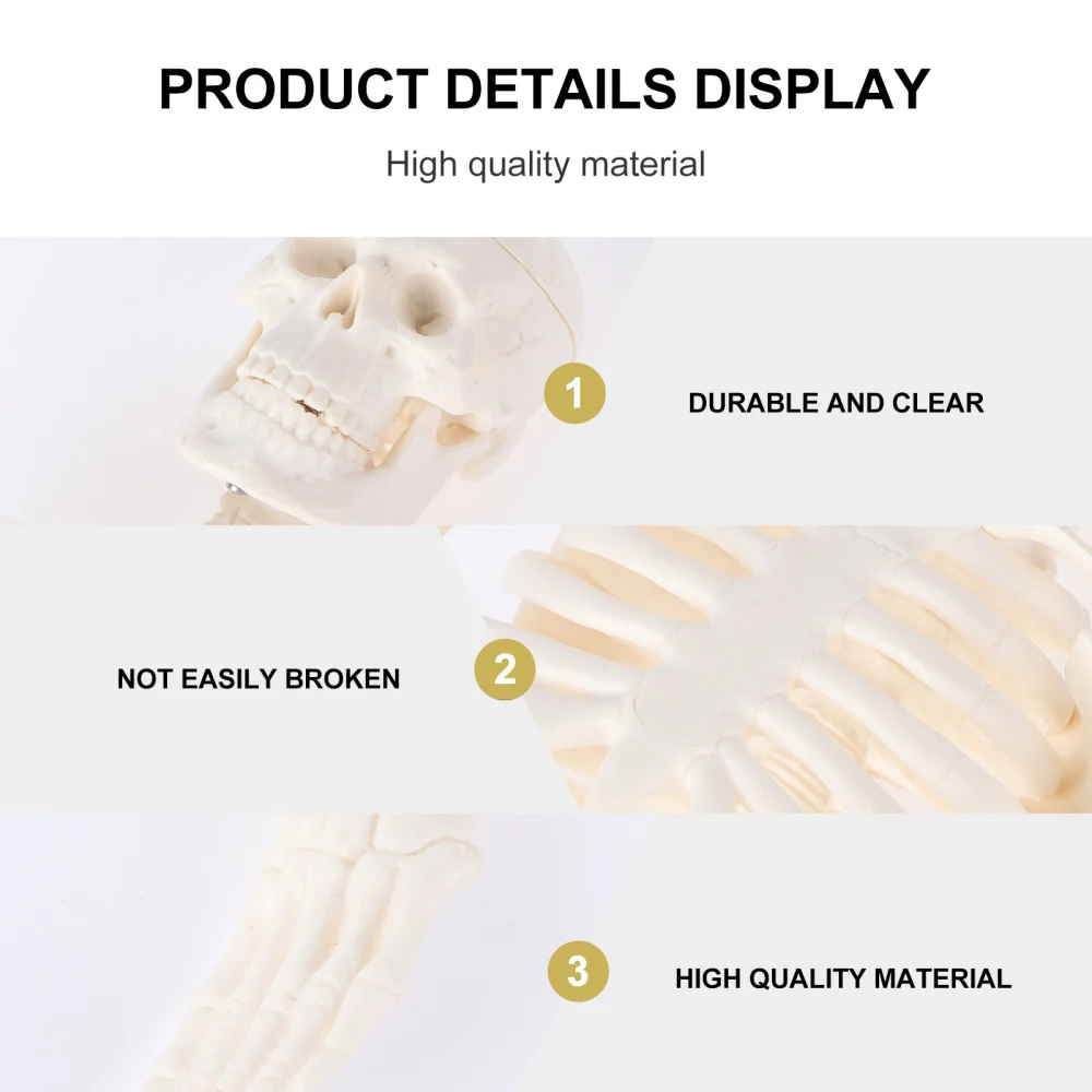 

Human Skeleton Model Anatomical Study Model with Removable Parts (45cm)