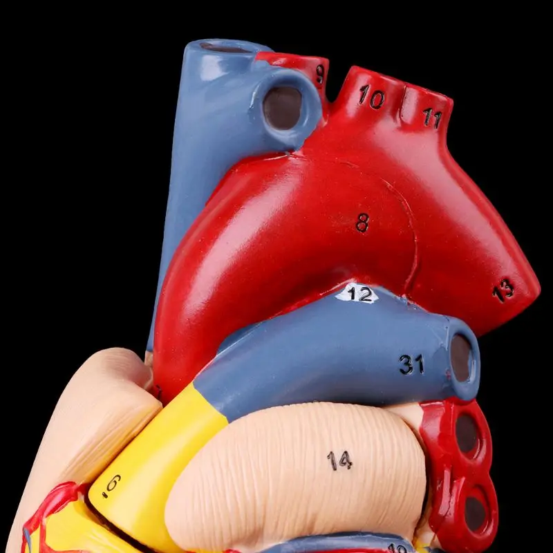 Disassembled Anatomical Human Heart Model Anatomy Medical Teaching Tool | Канцтовары для офиса и дома
