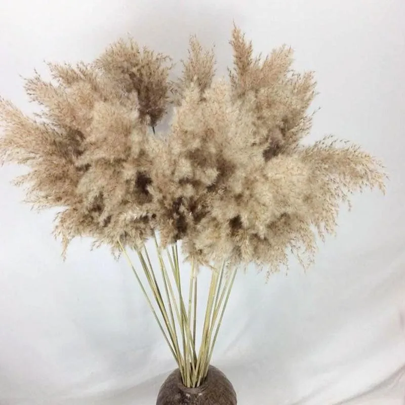 

5pcs Real Pampas Grass Natural Dried Flower Plants Home Wedding Party Xmas Grass Bouquet Reed Decor Real Pampas Merry Plant