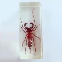 true whip scorpion appearance embedded specimens transparent resin centipede scorpion model biology arthropods teaching aids