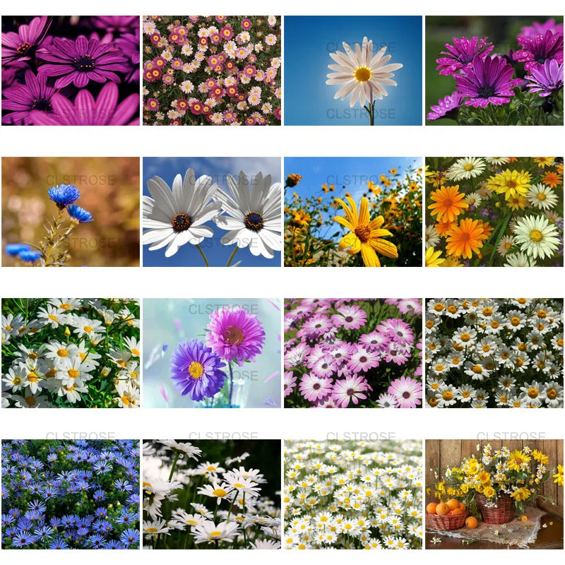 

Diy Flower Diamond Painting a White Daisy Under The Blue Sky, Embroidered Gift Home Decoration Square Diamond Round Diamond