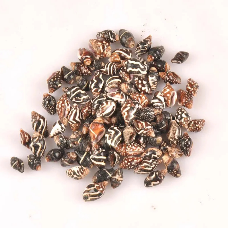 Ракушка спиральная с одним отверстием 12-18 мм 20 шт. | Дом и сад