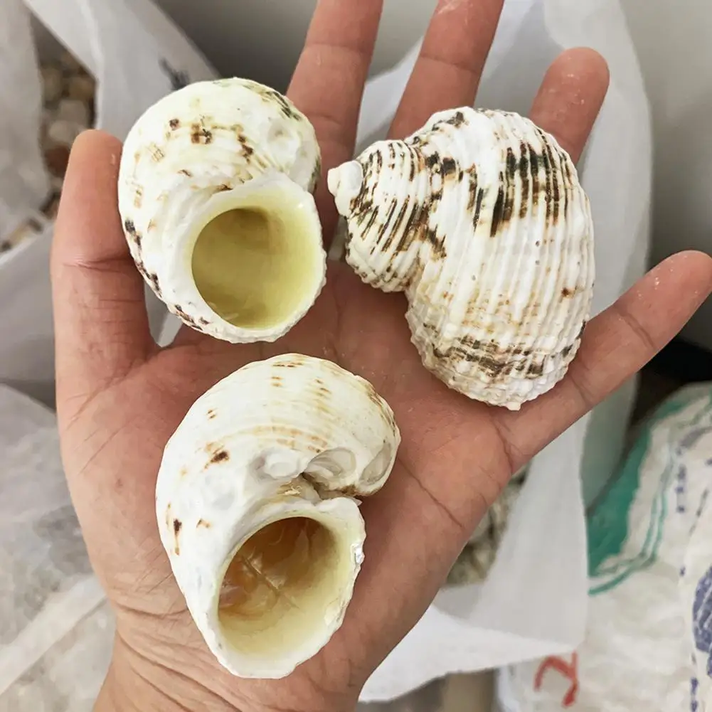 

Natural Tapestry Turban Snail Hermit Crab Replacement Chopsticks Tankd Decor Marine Collect Shells Fish Display Specimen St Q4X2