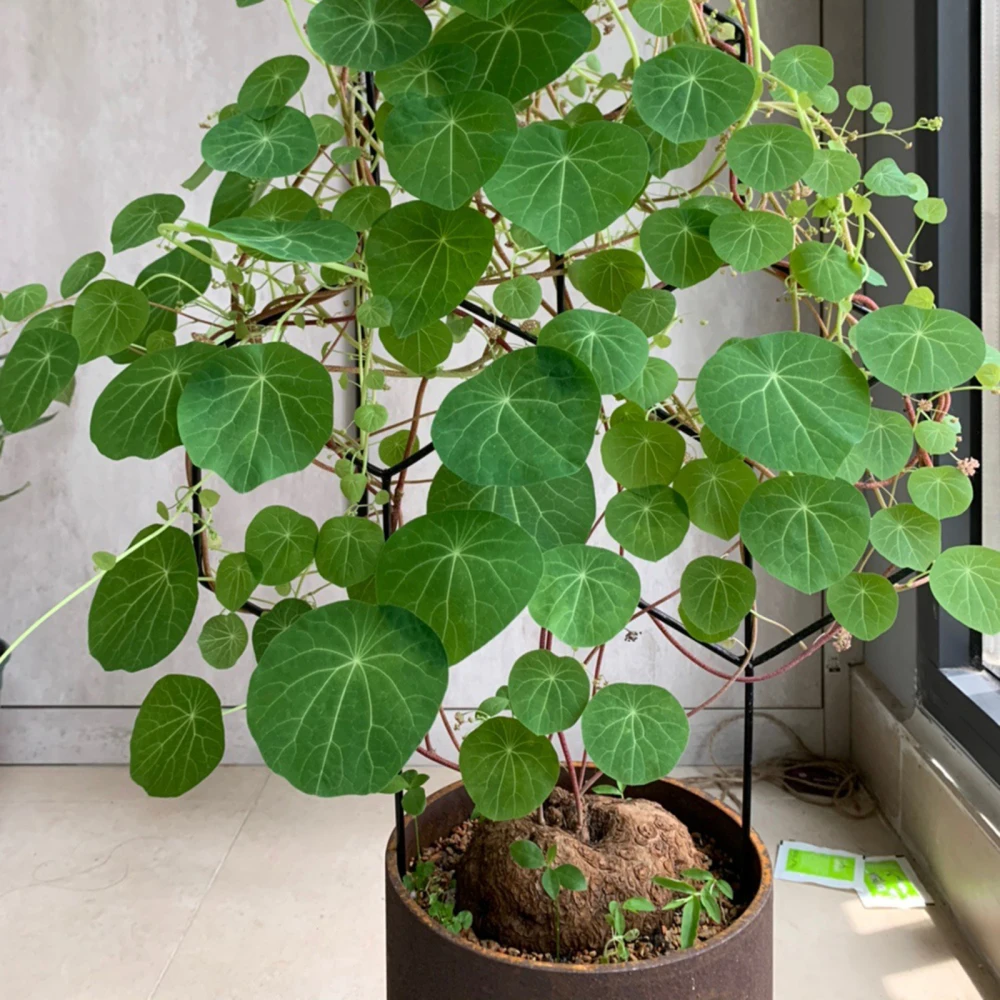 Решетка садовая из черного металла для подъема растений цветов овощей розы