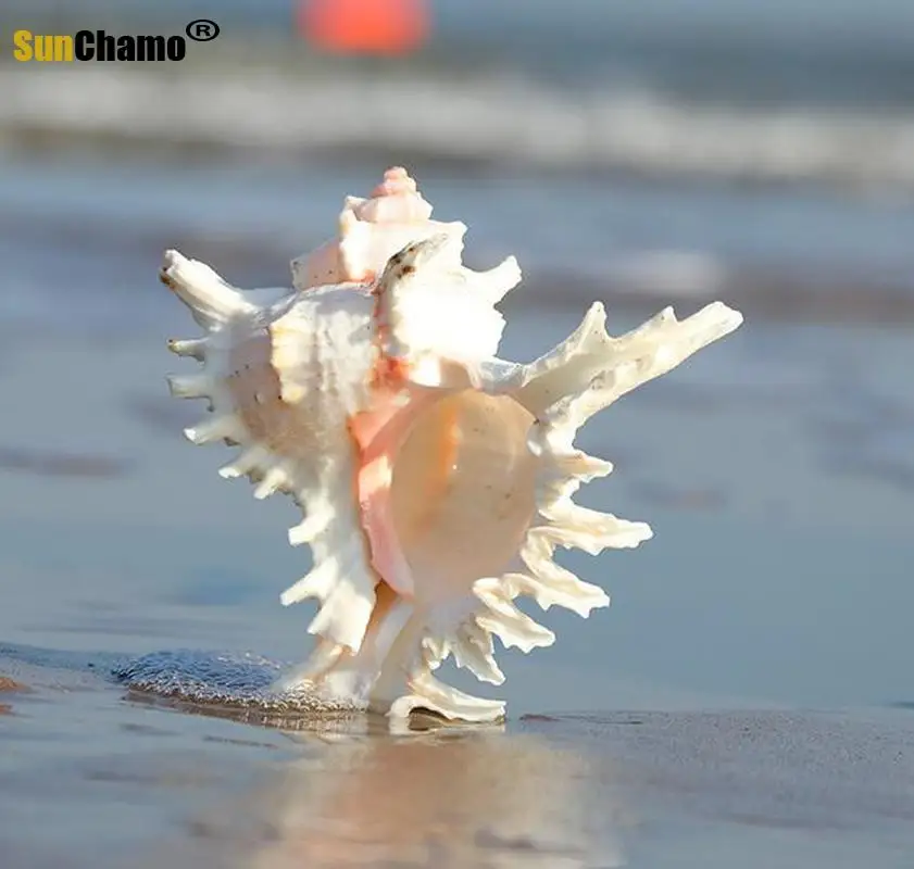 Природная раковина ручная Хризантема улитка украшение для домашнего аквариума