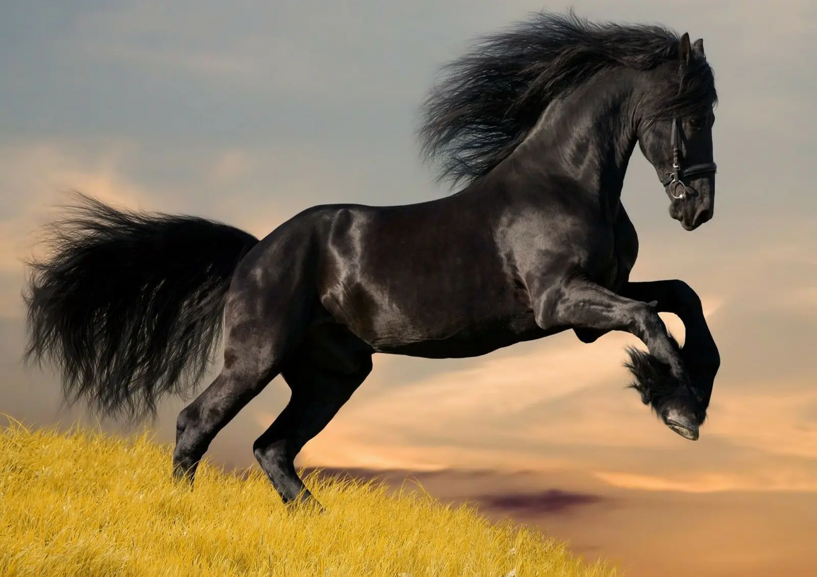 

Шелковый постер с изображением лошади для домашнего декора, 24x36 дюймов