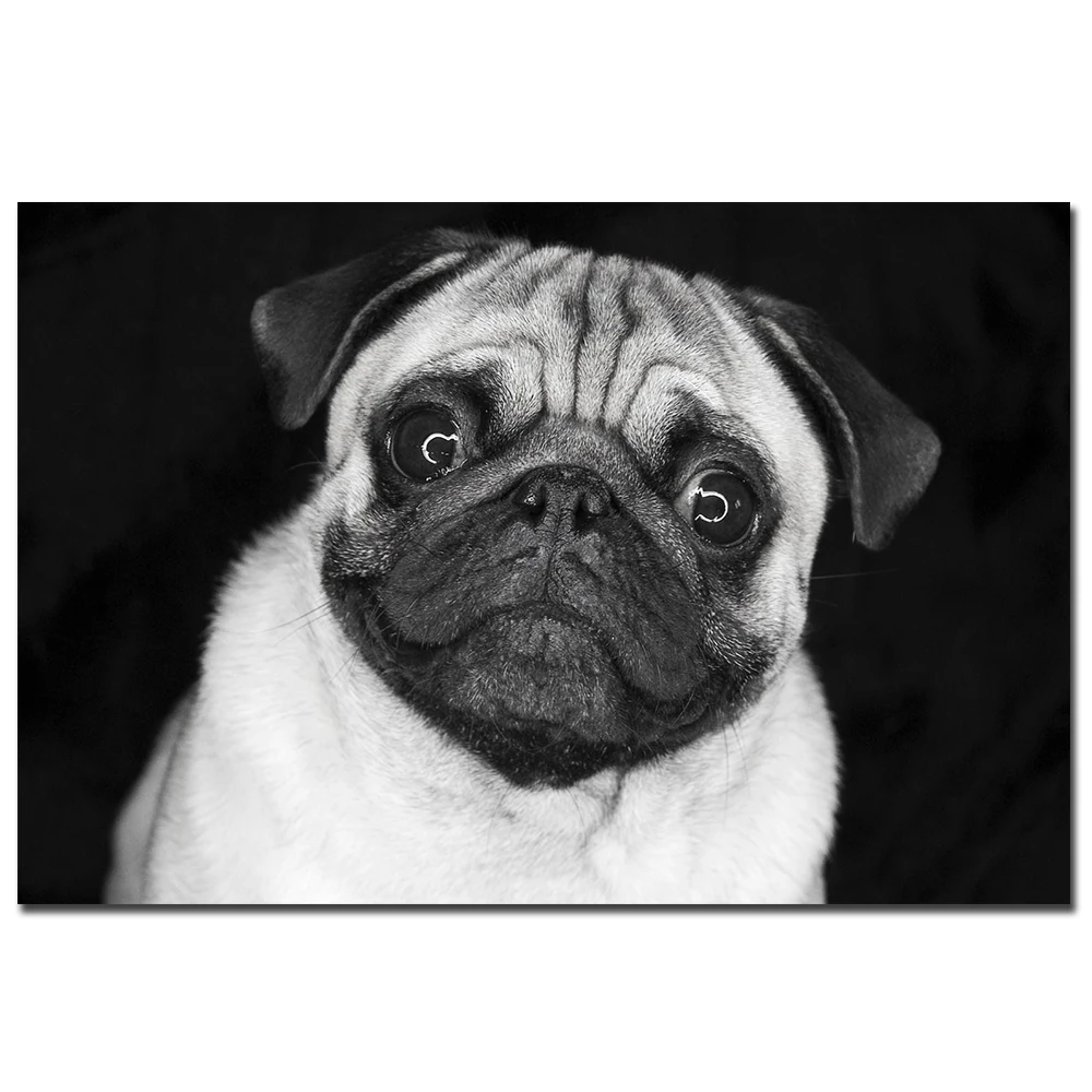 Плакат со слоном собакой Мопсом кошкой тигром черно-белые настенные картины для