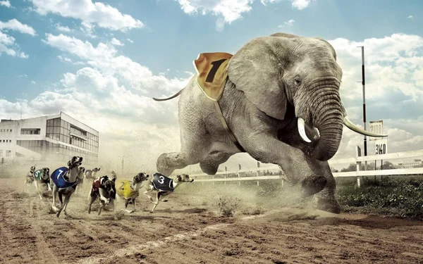 

Metal Sign Racing With Elephant Metal Plaque 12x8 Inches