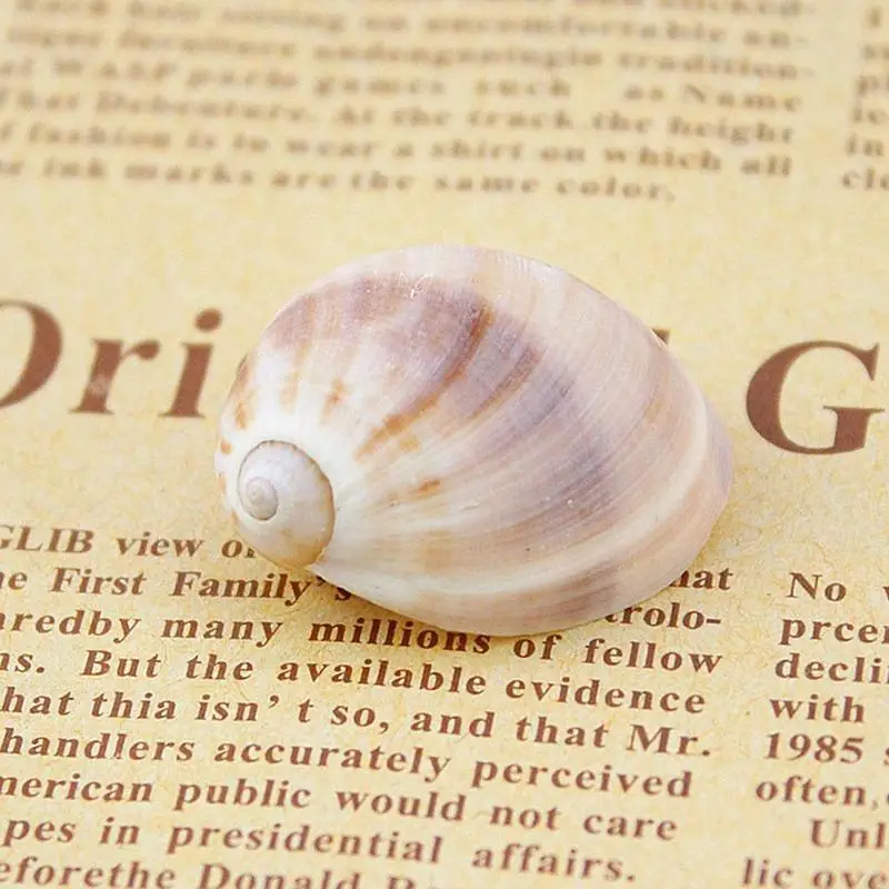 

5Pcs Natural Shell Pendant Conch Shell Watanabe Pendant Natural Art For DIY Jewelry Necklaces Making Accessories