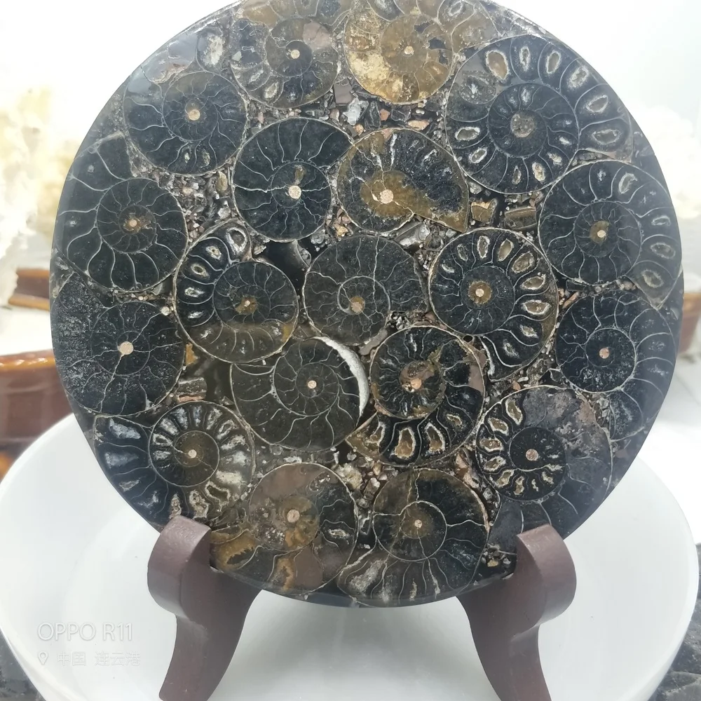 Ammonite Fossil Slice Plate Natura Shell a compassl MADAGASCAR FOSSIL SPECIMEN HEALING fashion wedding decoration