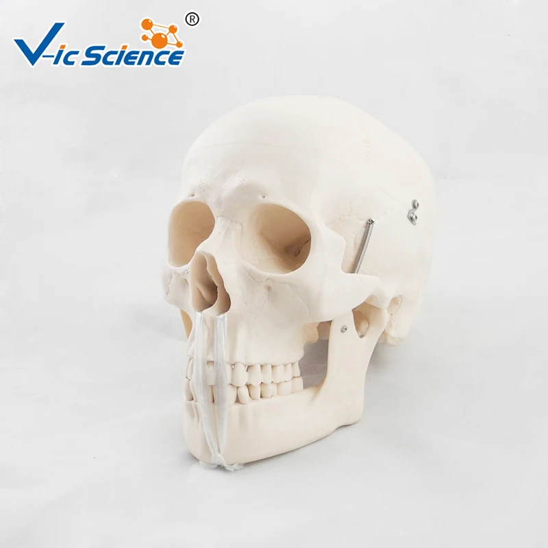 Advanced Deluxe Life Szie Human PVC Skull Model Medical Science Teaching for Students | Канцтовары для офиса и дома