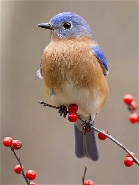 Алмазная живопись животные Вышивка Птицы полный картины бисером крест стежка