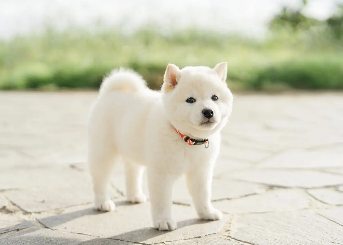 

Test _shiba_inu