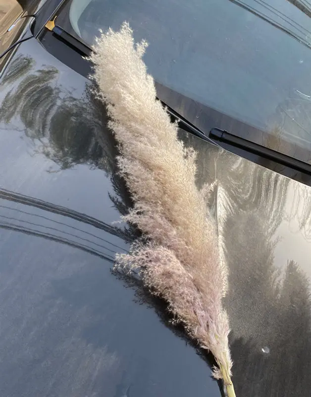 

Natural Pampas Grass Dried Flowers Fake Flowers Valentines Day Phragmites Wedding Flower Bunch for Home Decor Primary Color