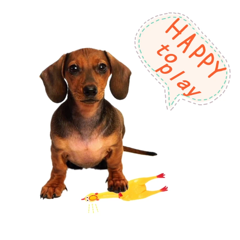 

Pet dog toy screaming chicken screaming chicken dog molars yellow rubber chicken dog chew toy durable and funny buzz