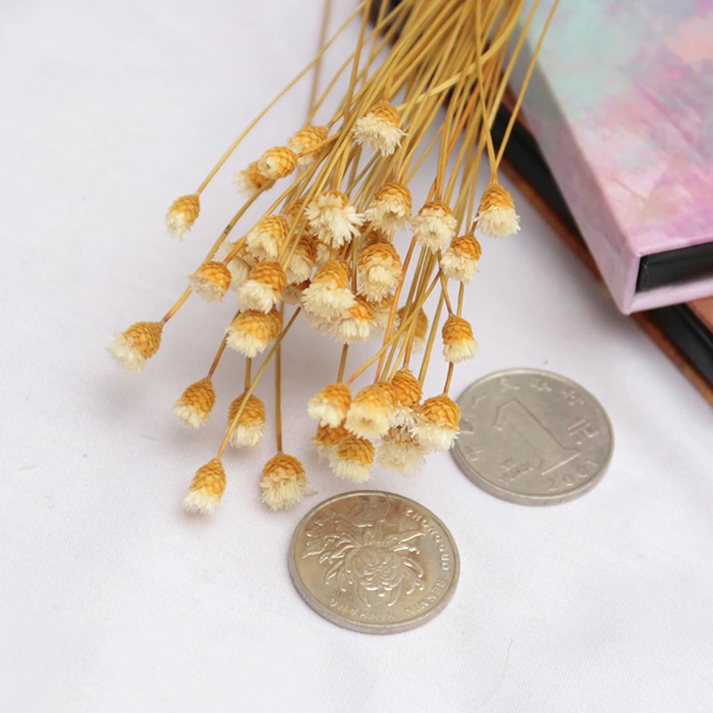 

Colorful Dried Flowers Small Natural Dried Floral Plants Mini Real Bouquets Home Decoration Photography Props Art Craft