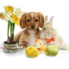 Алмазная вышивка собакакроликяйцо 5D DIY Алмазная мозаика, стразы алмазная живопись Полный Круглыйквадратный вышивка крестиком Пасхальный подарок