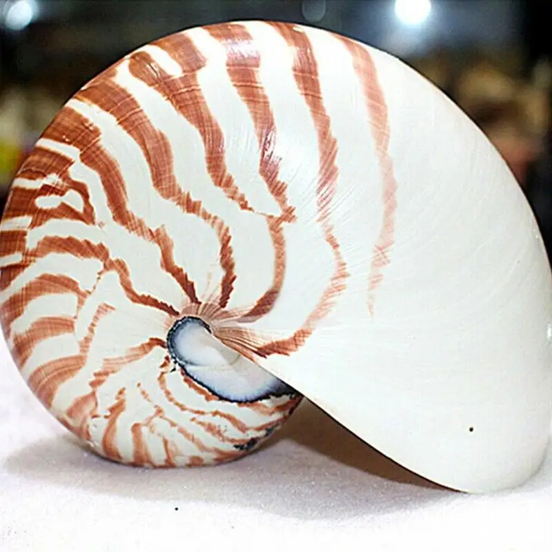13-14 см, 1 шт., натуральная раковина Nautilus, морская звезда, настольная, аксессуары для аквариума, украшение для аквариума