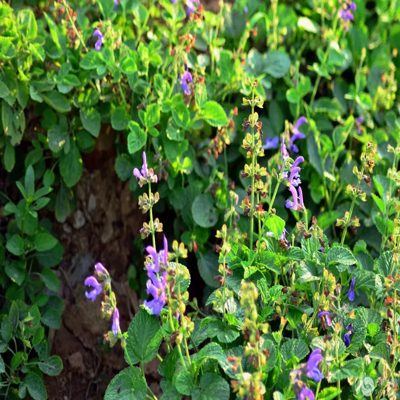 Лидер продаж натуральный высококачественный порошок экстракта сальвии