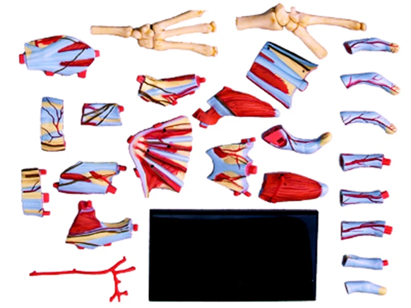 Ручная 4d мастер-головоломка сборная игрушка человеческое тело анатомическая
