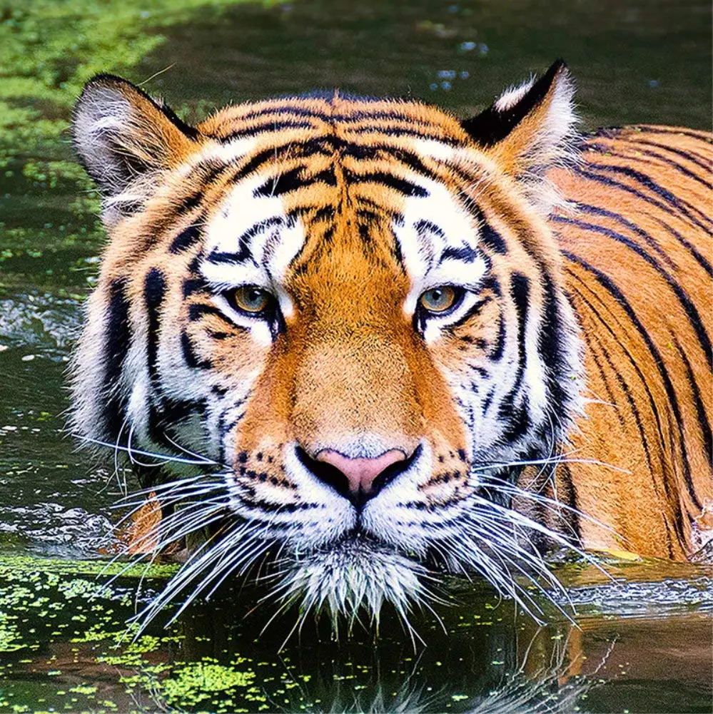 Набор для алмазной живописи 5D сделай сам взрослых детей животных полная круглая