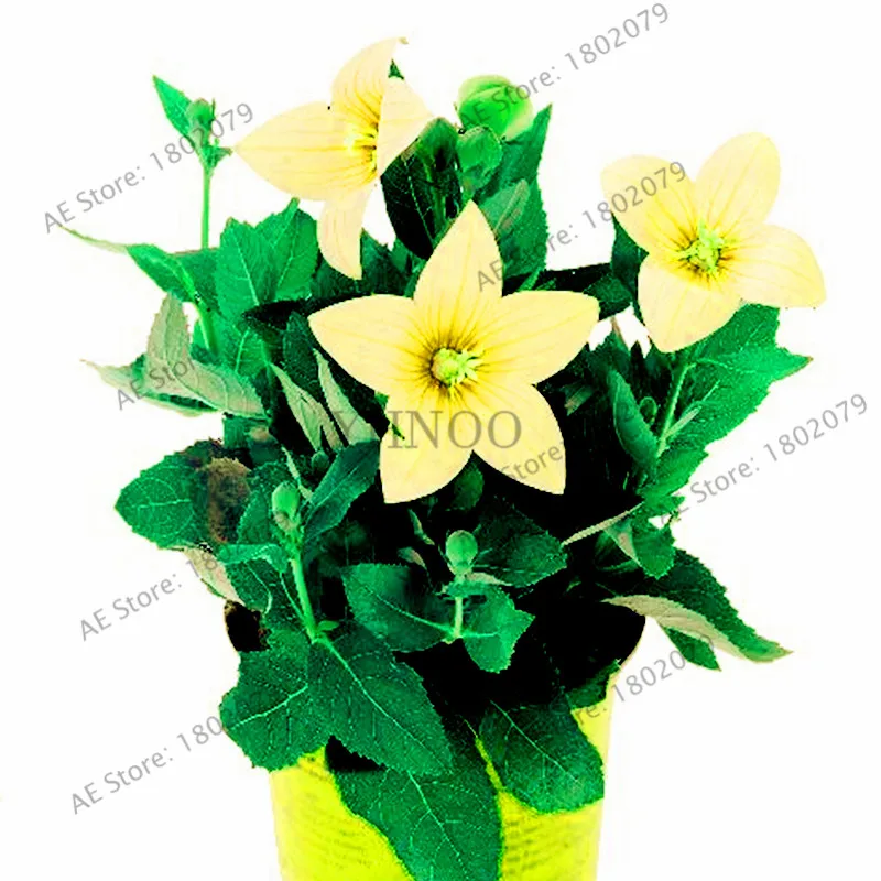 4 105 шт./уп. Campanulaceae Цветочный бонсай, редкие ограниченной горшечные растения для дома и сада, внутреннего и наружного использования легко растить - Цвет: 4