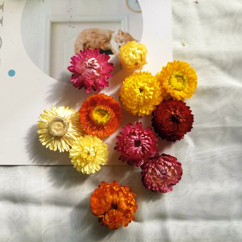 

50Pcs Natural Colorful Chrysanthemum Dried Flowers Wedding Party Decorative Aromatherapy Accessories Flores Secas Boho Decor