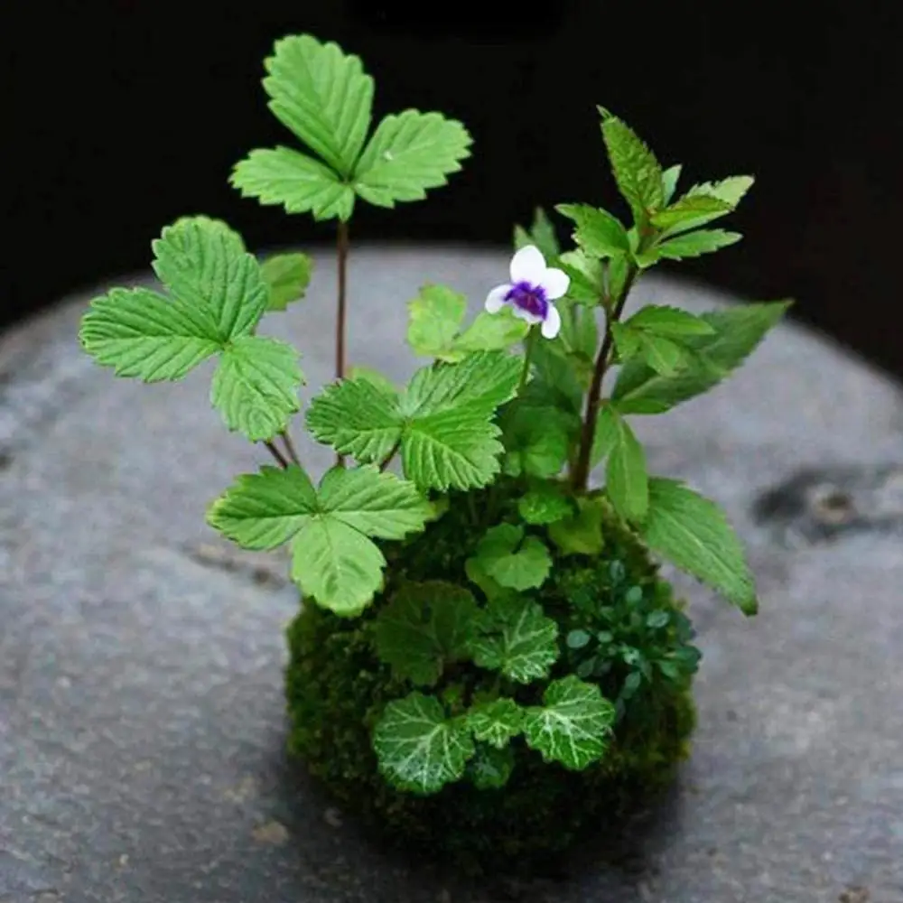 1 шт. цветочный горшок для растений | Дом и сад