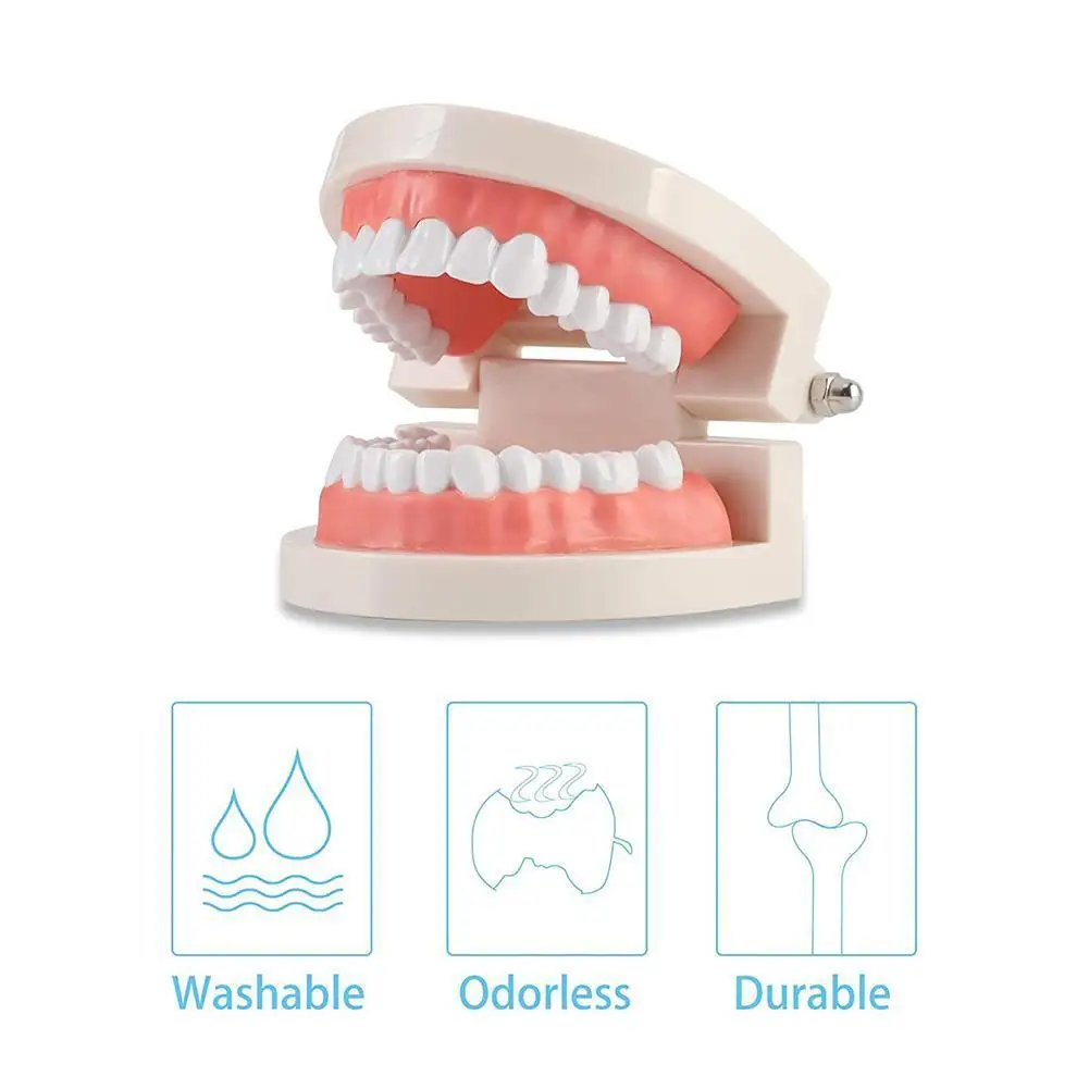 

Модель для обучения зубам, модель для обучения, стандартная Стоматологическая модель для детского сада, для обучения чистке зубов, Детская ...