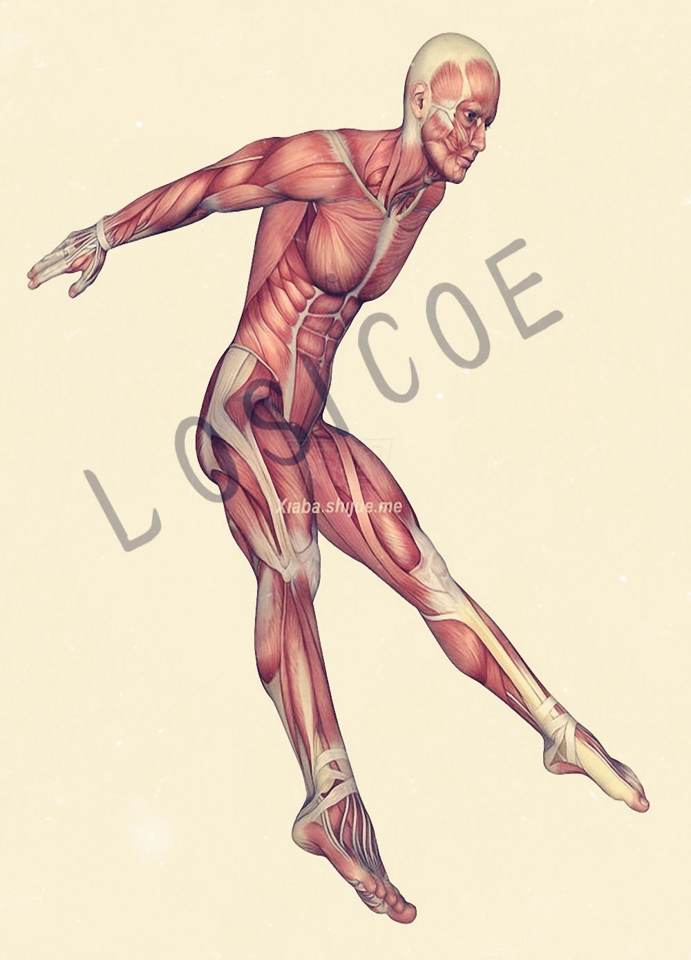 Человеческий мускул анатомический плакат для украшения дома подробный античный