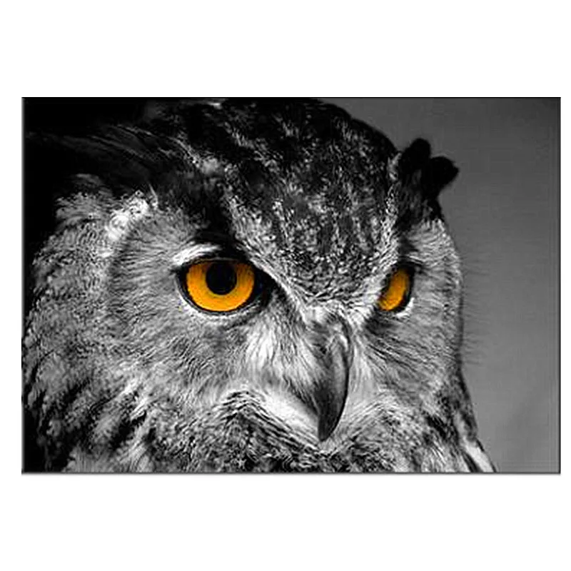 

Fashion Canvas Painting Animal Wall Art Owl bird Posters and Prints Wall Pictures for Living Room Modern Decoration Home Decor