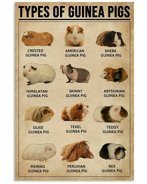 

Guinea Pigs Poster, Like Hamster, For Bedroom, Livingroom, Metal Tin Sign Wall Decor