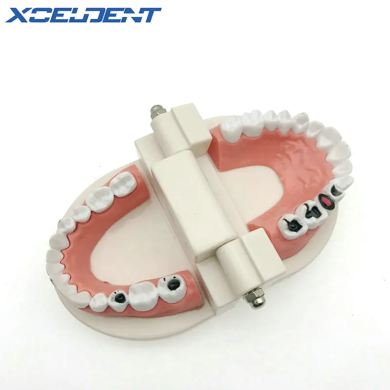 1 шт. модель для обучения и зубам взрослых размер стоматологического инструмента